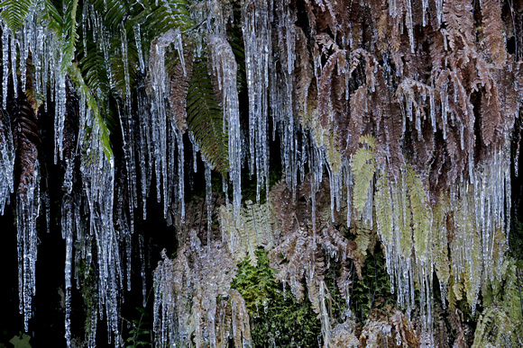 Swordferns and maidenhair ferns with icicles, Gifford Pinchot National Forest, Washington
