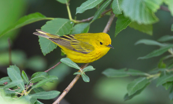 Yellow Warbler, western Washington