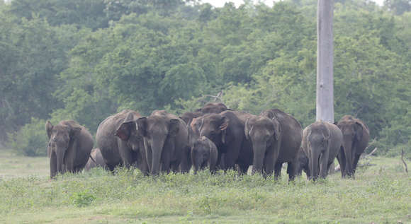 Asian elephants on the move, Udawalawe National Park, Sri Lanka