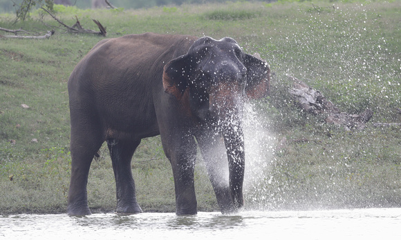 Male Asian elephant spraying water, Udawalawe Nat. Park, Sri Lanka