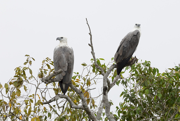 White-bellied Sea Eagles, Wilpattu National Park, Sri Lanka