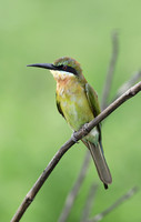 Blue-tailed Bee-eater, Udawalawe National Park, Sri Lanka