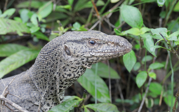 Asian Water Monitor (lizard) closeup, Wilpattu National Park, Sri Lanka