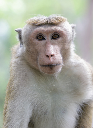 Toque Macaque, Polonnaruwa, Sri Lanka