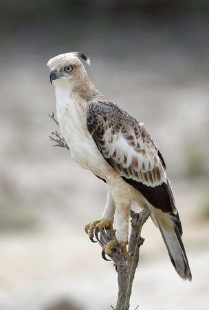 Changeable Hawk-eagle, Wilpattu National Park, Sri Lanka