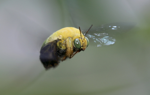 Bee hovering, Amegilla sp., Kerala, India