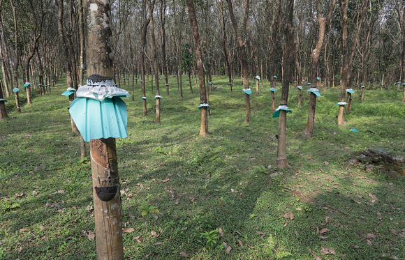 Rubber plantation, Kerala, India