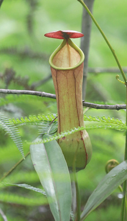 "Monkey cup" pitcher plant, Nepenthes distillatoria, Sinharaja Forest Reserve, Sri Lanka