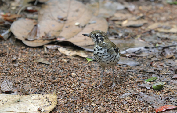 Spot-winged Thrush, Sinharaja Forest Reserve, Sri Lanka