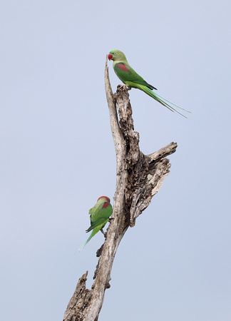 Alexandrine Parakeets, Udawalawe National Park, Sri Lanka