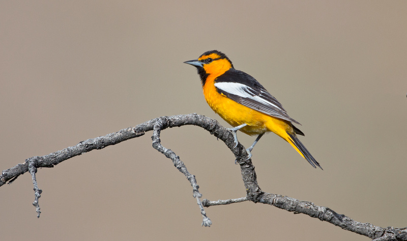 pacific northwest birds