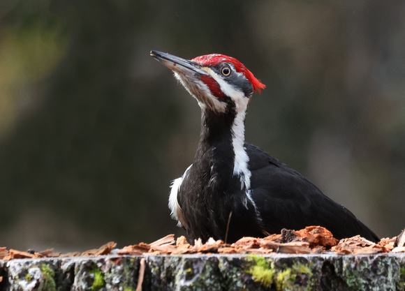 Pileated Woodpecker foraging on stump (2), Packwood, Washington