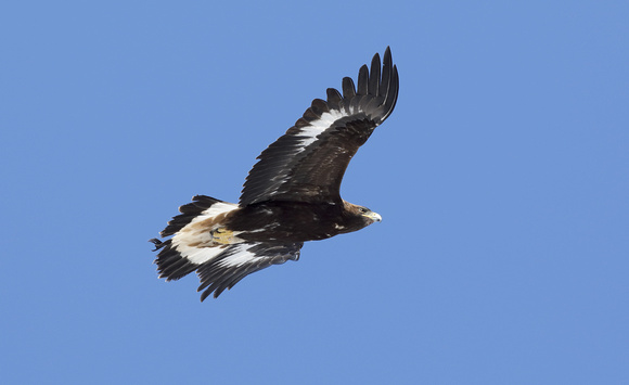 Golden Eagle immature in flight, eastern Washington
