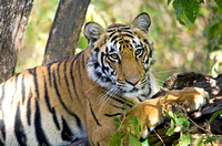 India: Tigers