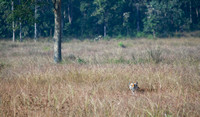 Tiger in meadow, Kanha National Park, Madhya Pradesh, India