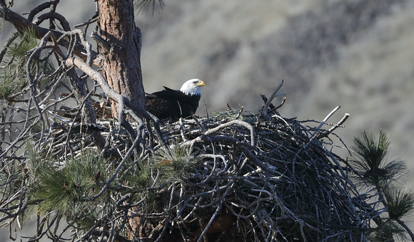 Bald Eagle on nest, Yakima River Canyon, Washington