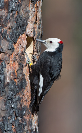 White-headed Woodpecker male at nest hole, eastern Washington