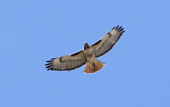 Red-tailed Hawk in flight, eastern Washington