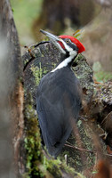 Pileated Woodpecker, Packwood, Washington