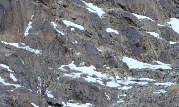 Snow leopard crossing slope, Hemis National Park, Ladakh, india