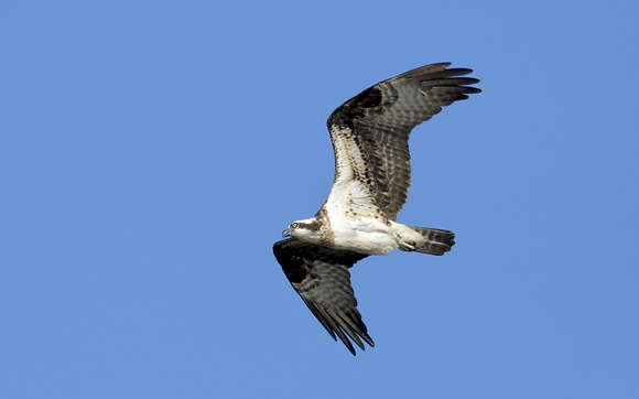 Osprey in flight, western Washington
