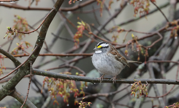 White-throated Sparrow, Connecticut