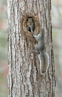 Eastern Gray Squirrels at nest hole, Seymour, Connecticut
