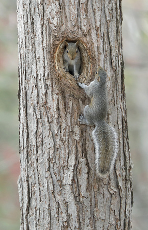 Eastern Gray Squirrels at nest hole, Seymour, Connecticut