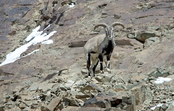 Bharal (blue sheep) male, Hemis National Park, Ladakh, India