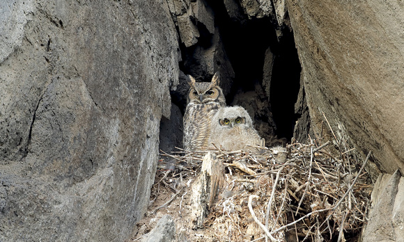 Great Horned Owl and nestling, eastern Washington