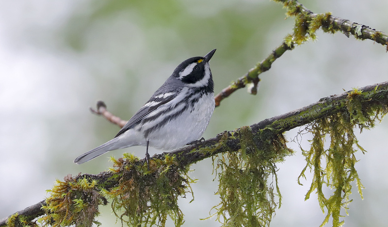 Tom Kogut Photography | Pacific Northwest: Birds | Black-throated Gray ...