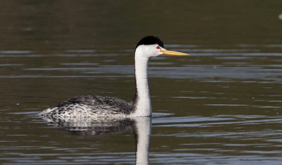 Clark's Grebe, Lind Coulee, Washington