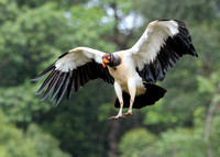 King Vulture landing, Costa Rica