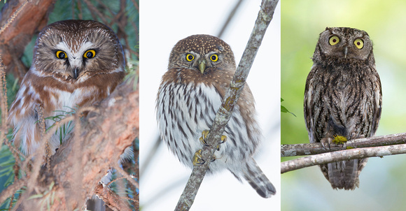 Northern Saw-whet Owl, Northern Pygmy-owl, and Western Screech-owl collage, Washington