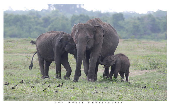 Asian elephant family, Udawalawe National Park, Sri Lanka