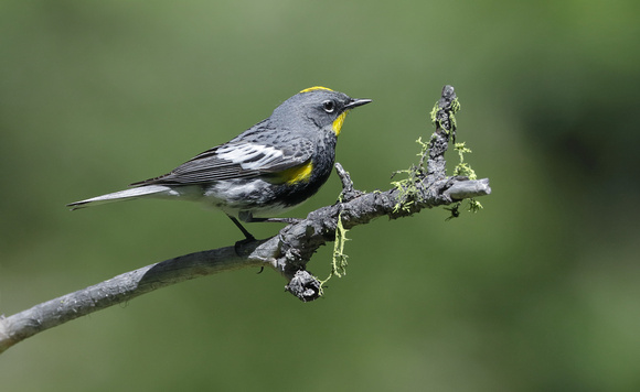 Yellow-rumped ("Audubon's") Warbler, eastern Washington
