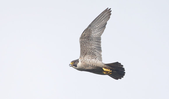 Peregrine Falcon in flight, western Washington
