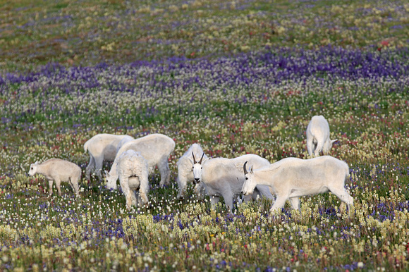Mountain Goats and wildflowers, Mt. Rainier National Park, Washington