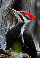 Pileated Woodpecker male, eastern Washington