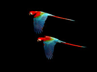 Red-and-Green Macaws in flight, Buraco das Araras sinkhole, south Pantanal