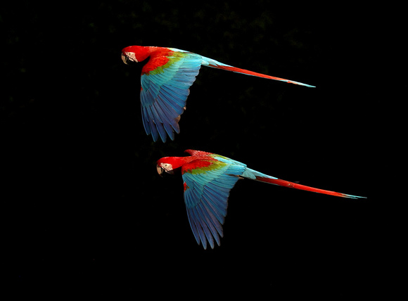 Red-and-Green Macaws in flight, Buraco das Araras sinkhole, south Pantanal