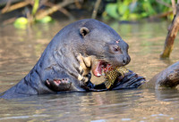 Giant otter with fish, Cuiaba River, north Pantanal
