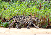 Jaguar on the prowl, Cuiabla River, north Pantanal