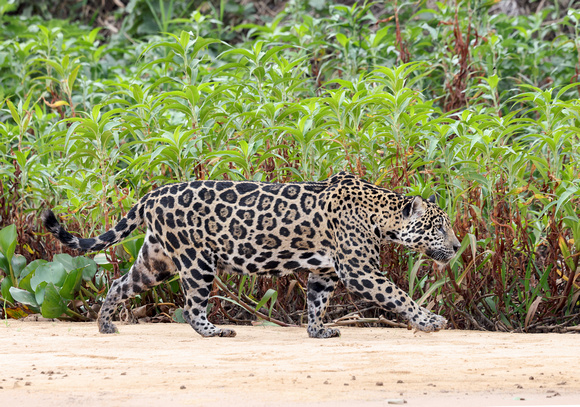 Jaguar on the prowl, Cuiabla River, north Pantanal