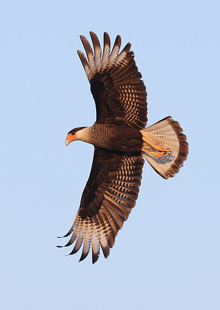 Crested Caracara in flight, south Pantanal