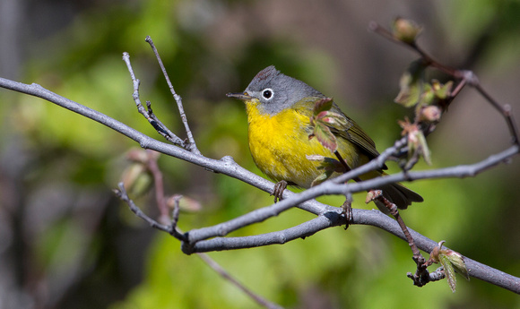 Tom Kogut Photography | Pacific Northwest: Birds | Nashville Warbler ...