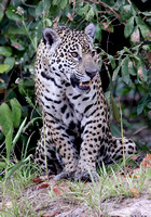 Jaguar on alert, Cuiaba River, north Pantanal, Brazil