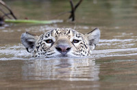 Jaguar closeup swimming in Cuiaba River, north Pantanal