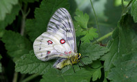 Clodius Parnassian butterfly (Parnassius clodius), Packwood, Washington