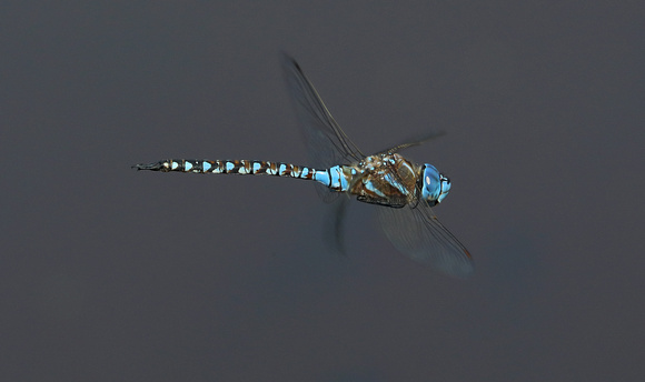 Blue-eyed Darner (Rhionaeschna multicolor) in flight , Ohop Lake, Washington